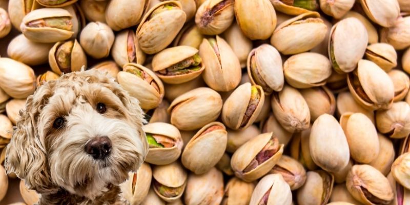 Can Dogs Eat Pistachio Is Pistachio Good for Dogs