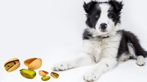 Is Pistachio Good for Dogs