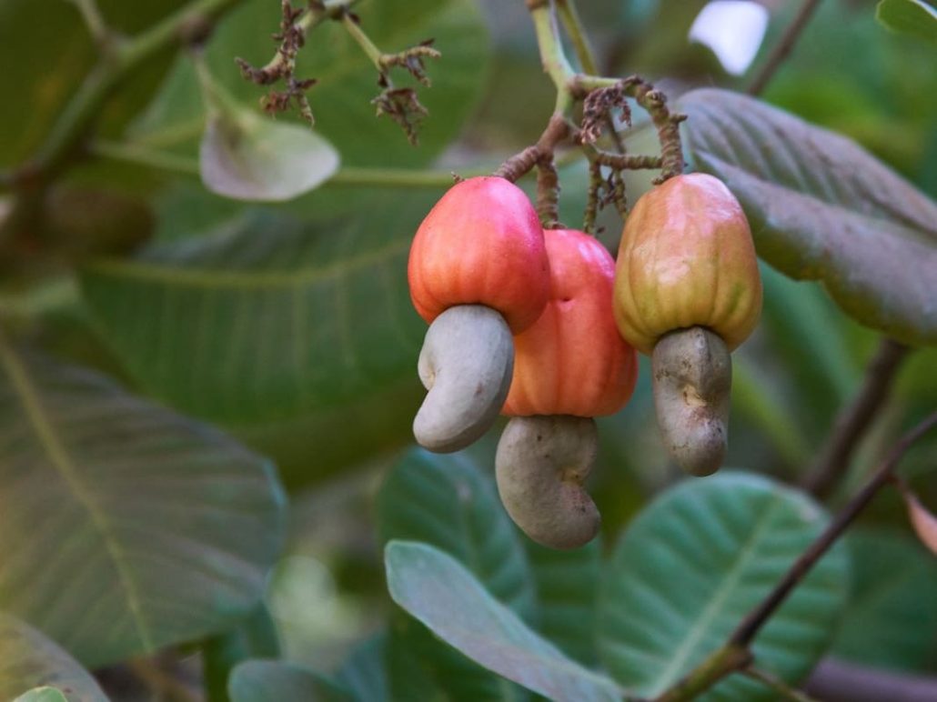 Picking and processing cashews