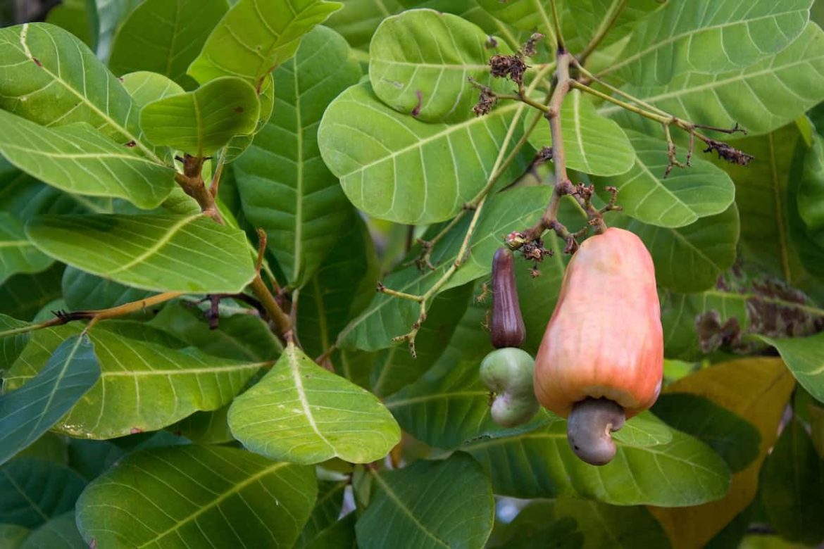Cashew nut processing in Nigeria