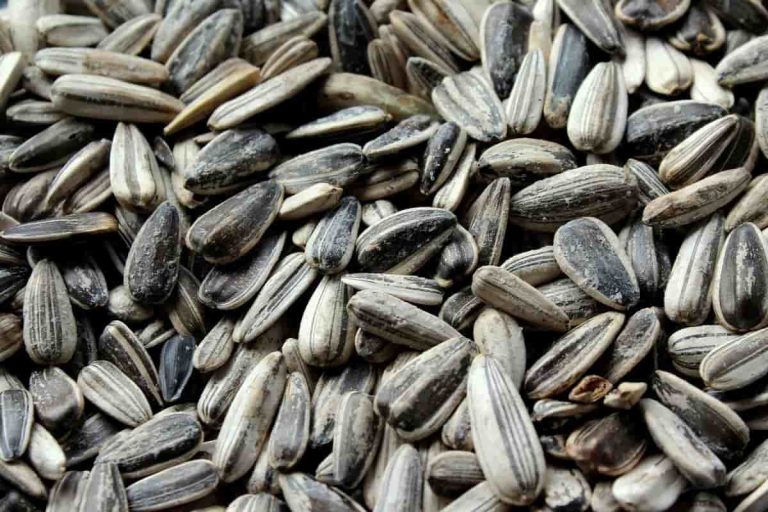 plant sunflower seed wholesaler