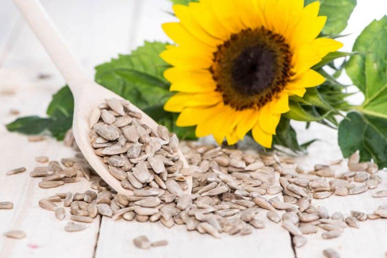 Fresh sunflower seed wholesalers