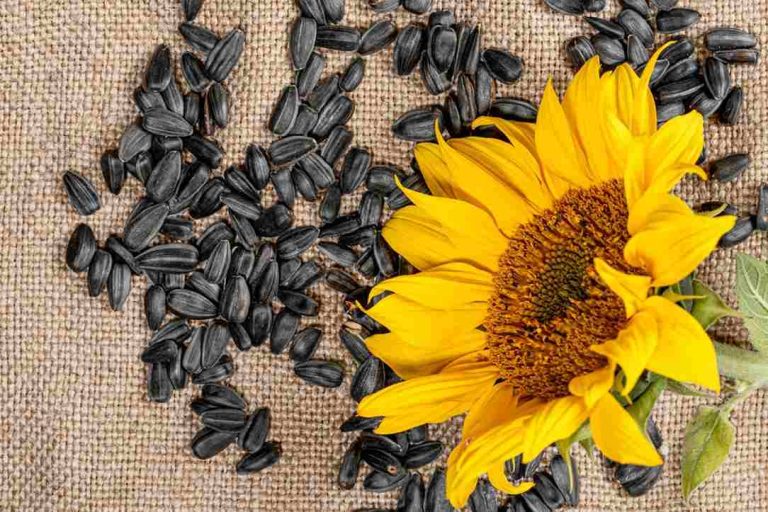 sunflower seed wholesalers’ companies