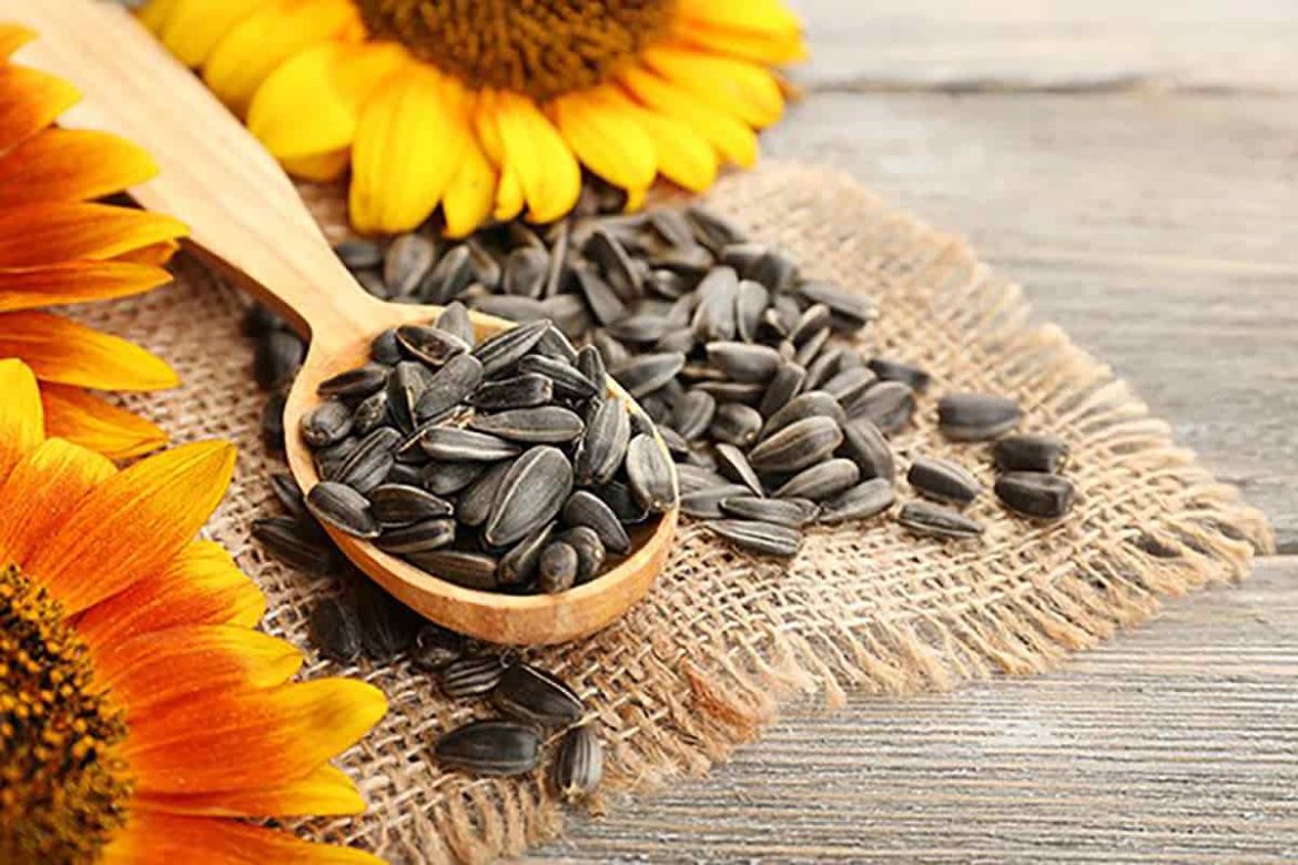 Fresh sunflower seed suppliers