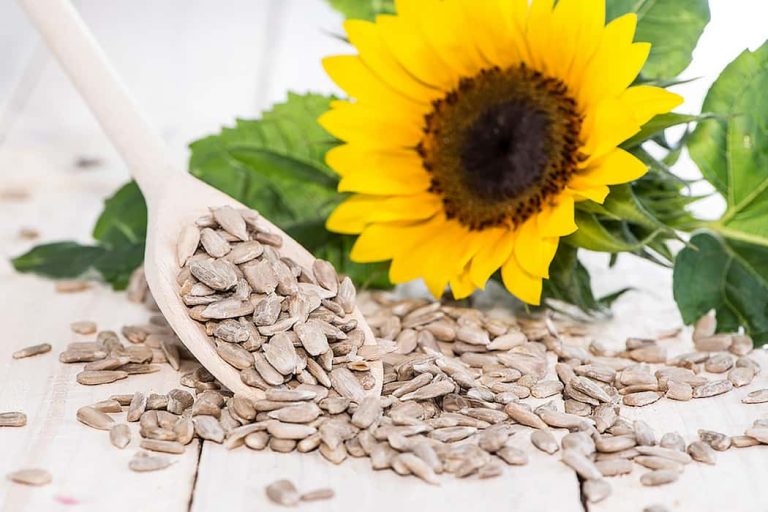 Wholesale of sunflower seeds nutrition data