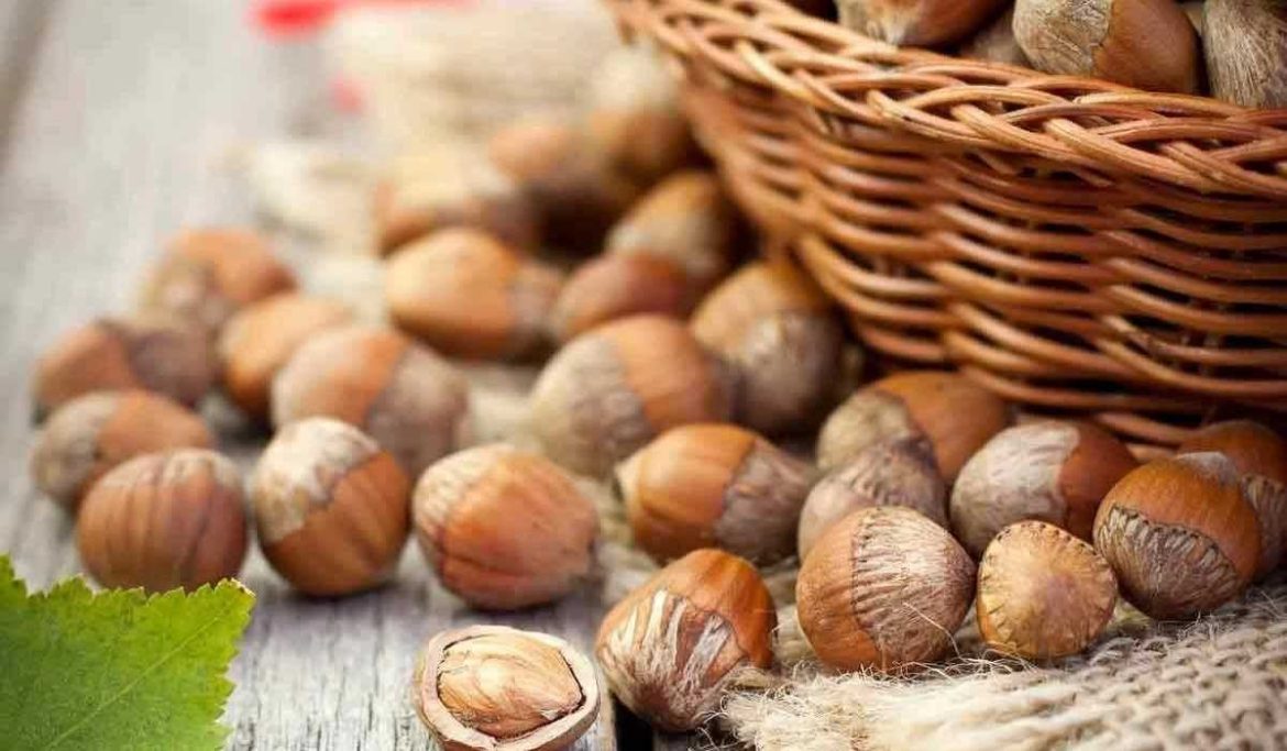 Hazelnut allergy what to avoid in children and adults ages