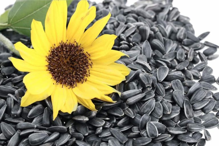 Wholesale of sunflower seed