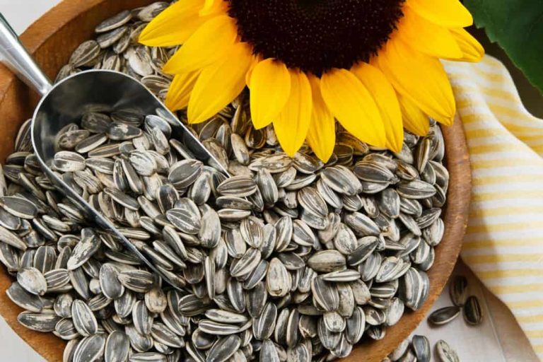 Wholesale of sunflower seed