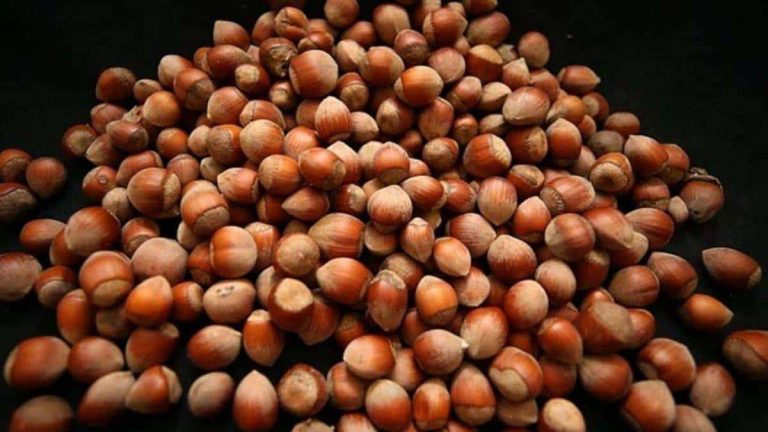 Hazelnut wholesale price