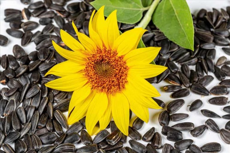 benefits of sunflower seeds