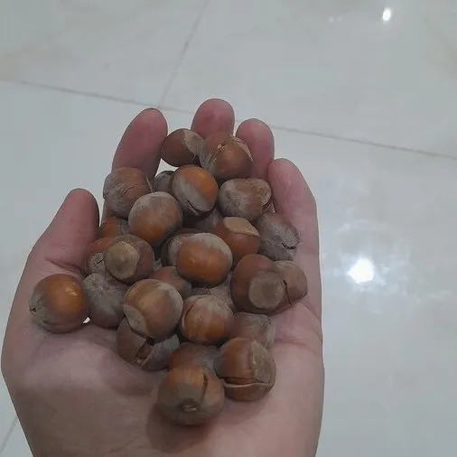 fresh hazelnuts in shell purchase price + preparation method