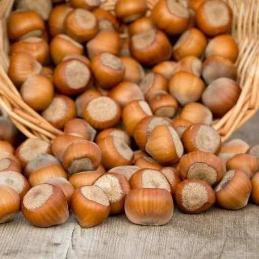 fresh hazelnuts in shell purchase price + preparation method