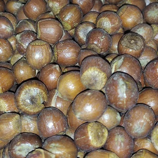 fresh hazelnuts in shell purchase price + preparation method