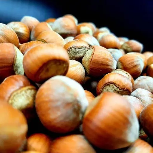 Buying all kinds of raw hazelnuts in shell + price