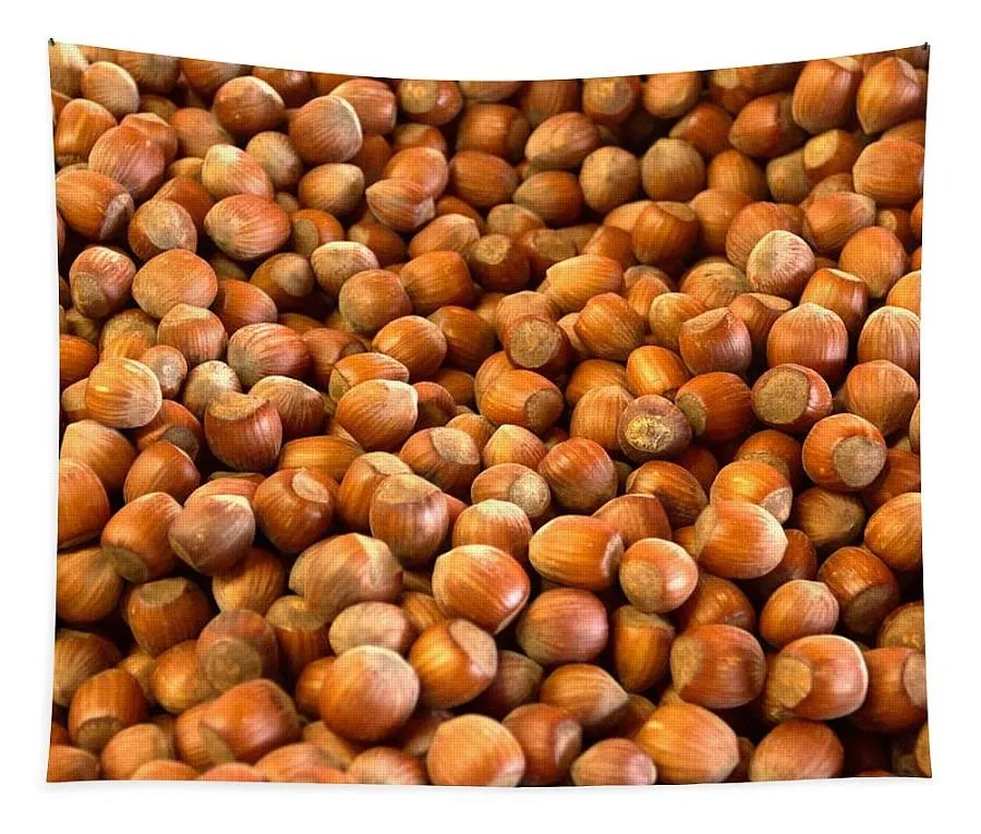 Buying all kinds of raw hazelnuts in shell + price