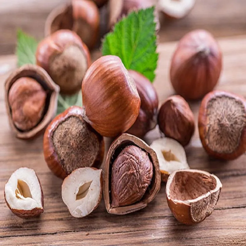 Purchase and price of all types of raw hazelnuts for sale 