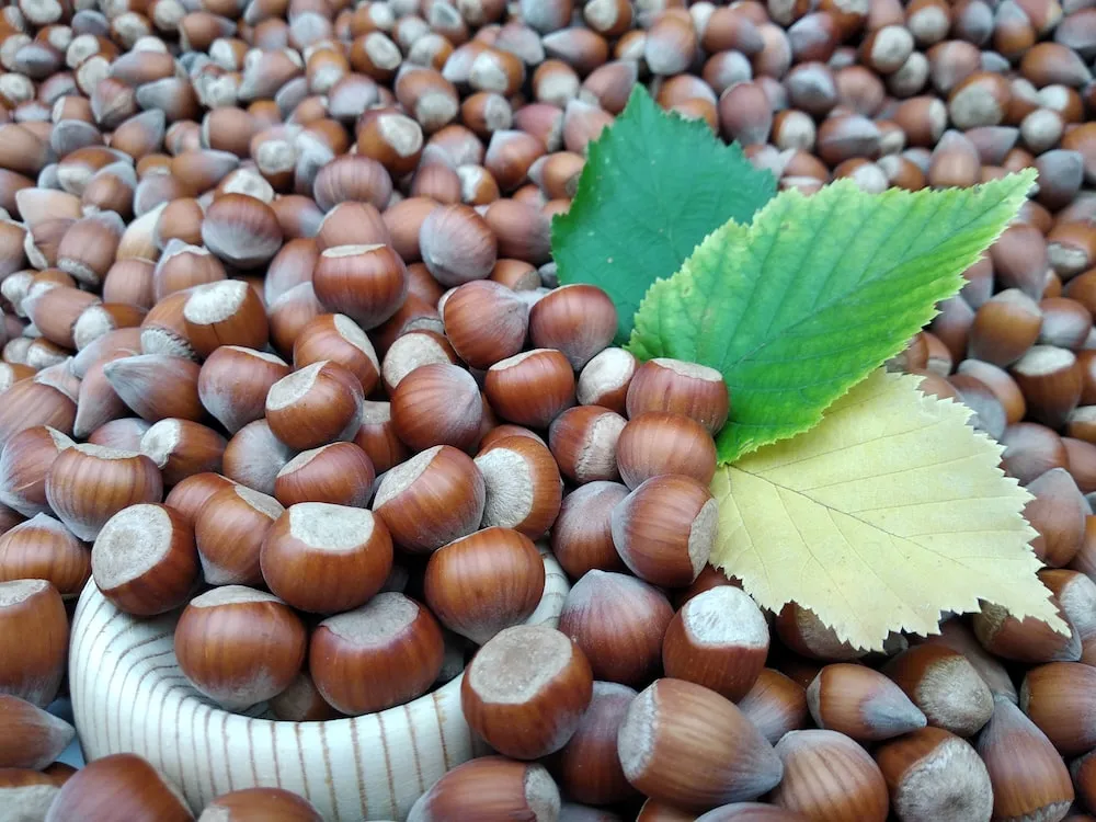 shelled hazelnuts benefits purchase price + user manual