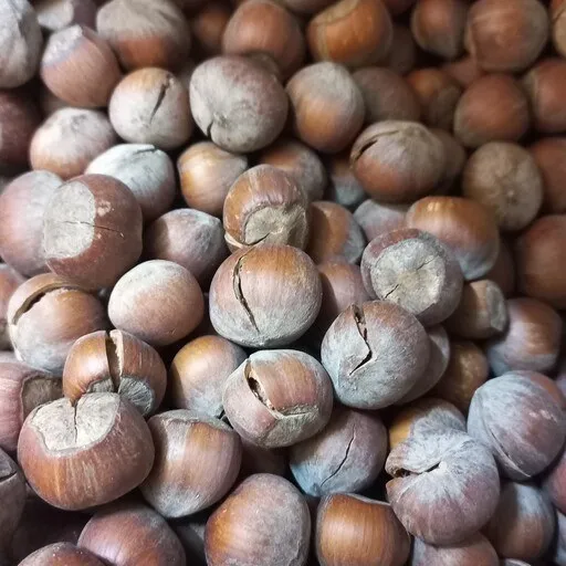 types of nuts for hazelnuts