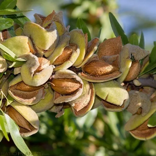 roasted almonds with sea salt