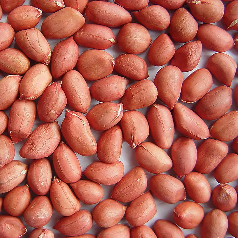 Price and purchase of raw virginia redskin peanuts + cheap sale 