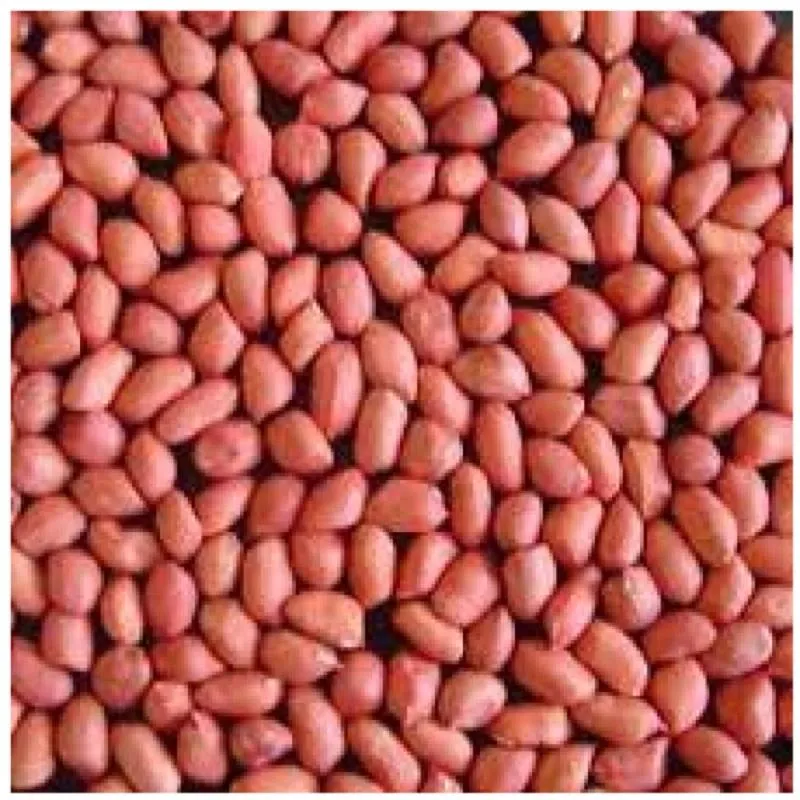 Price and purchase of raw virginia redskin peanuts + cheap sale 