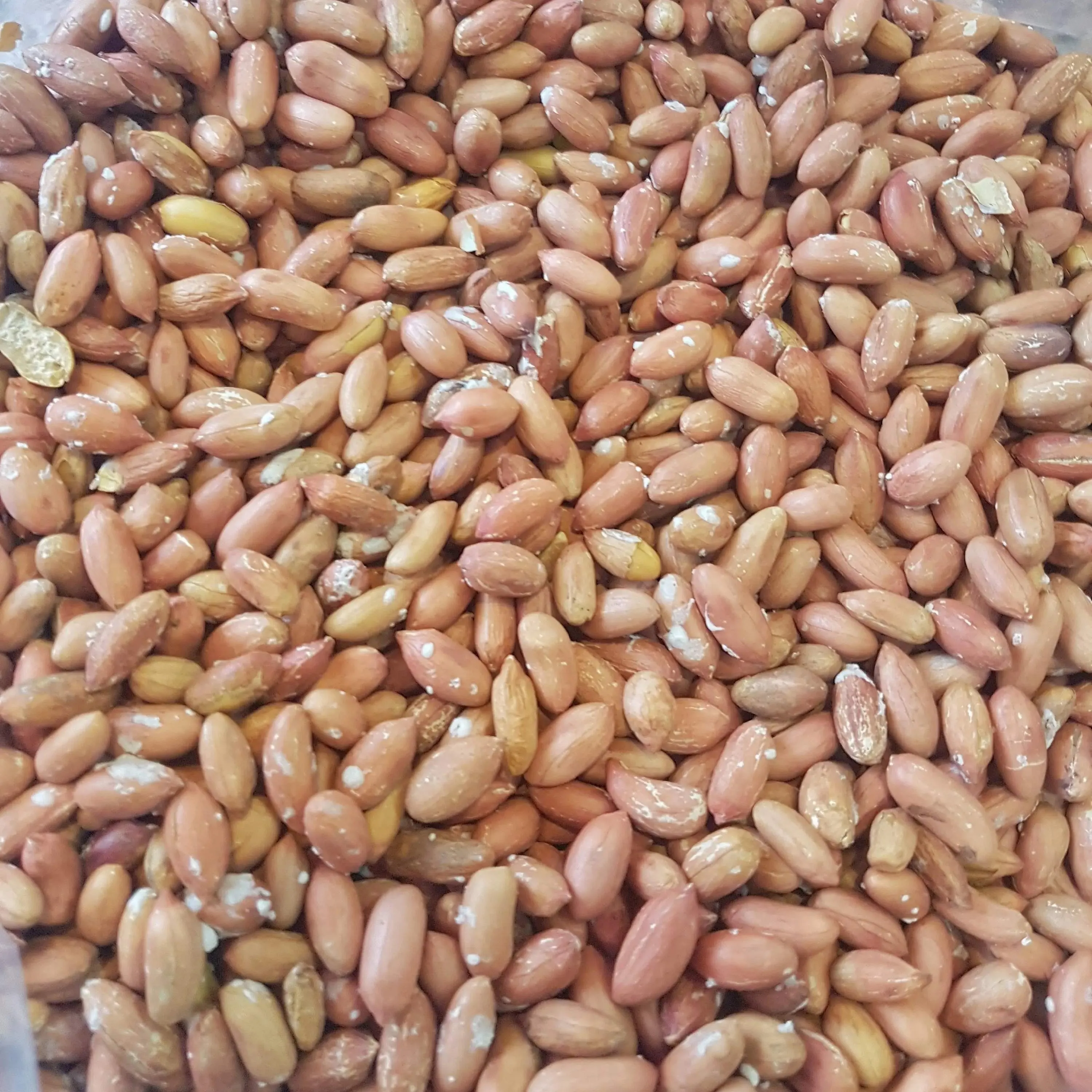 Buy and price of roasted peanuts in shell bulk