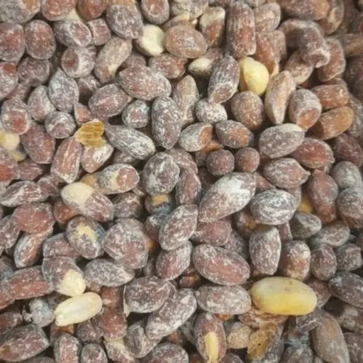 Buy and price of roasted peanuts in shell bulk