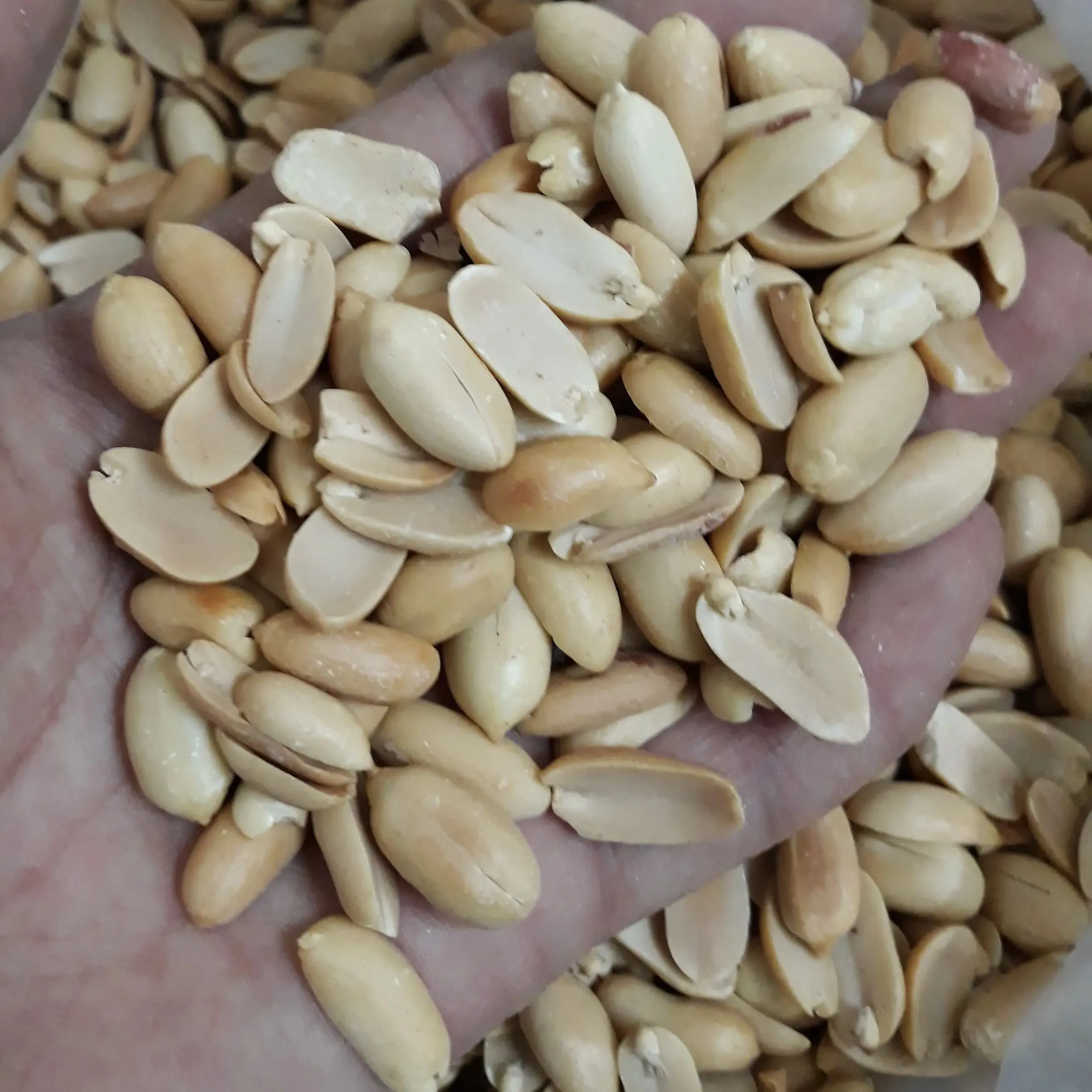 Buy and price of roasted peanuts in shell bulk