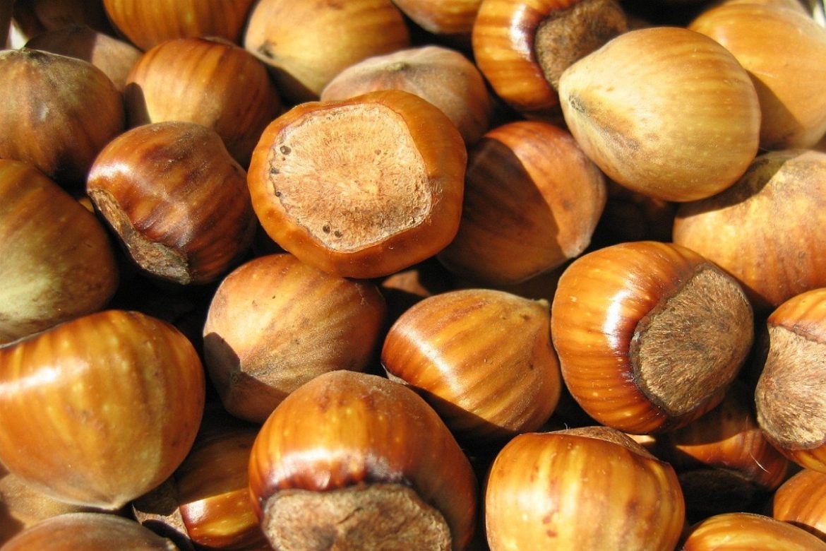 Specifications hazelnut kernels standard + purchase price