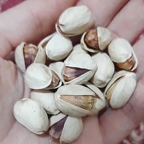 raw shelled pistachios bulk