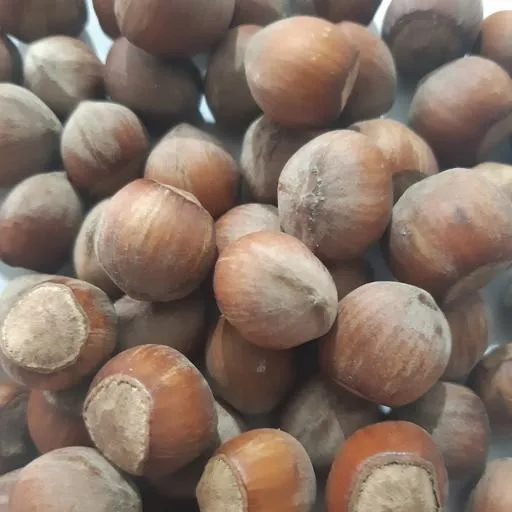 raw hazelnuts in shell