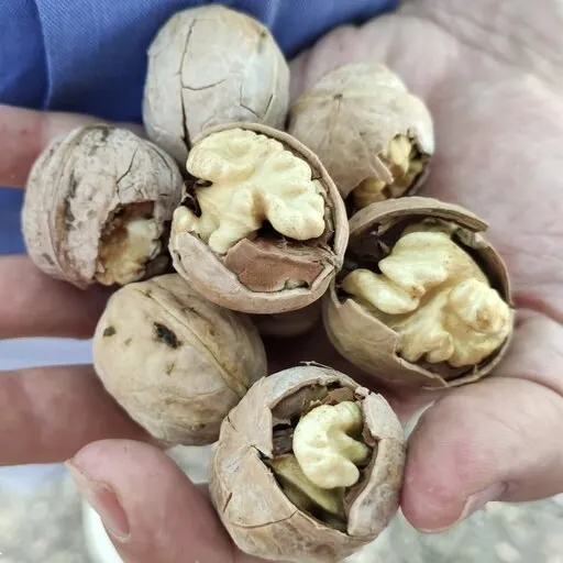 raw organic walnuts in shell