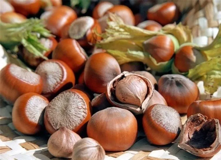 deseba shelled hazelnuts