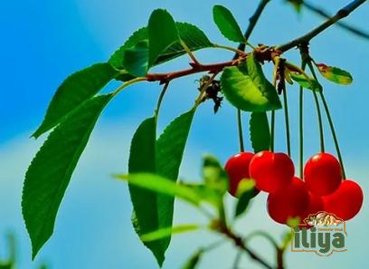 cherry leaf with complete explanations and familiarization