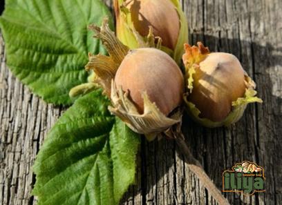 filbert hazelnut specifications and how to buy in bulk