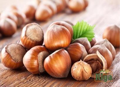 Bulk purchase of Jefferson hazelnut with the best conditions