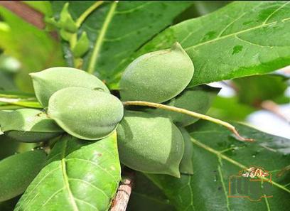 indian almond acquaintance from zero to one hundred bulk purchase prices