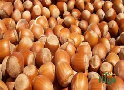 Bulk purchase of brazil hazelnuts with the best conditions