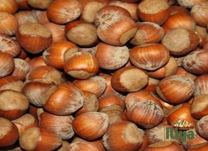 cobnut hazelnut price list wholesale and economical