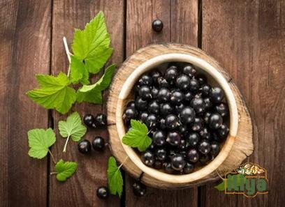 black currants with complete explanations and familiarization