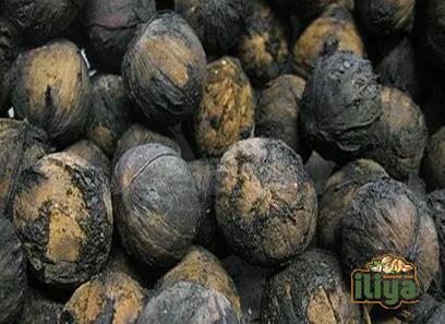 harvesting black walnuts specifications and how to buy in bulk