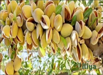 ferraduel almond price list wholesale and economical