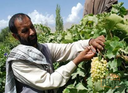 Afghan Raisins acquaintance from zero to one hundred bulk purchase prices