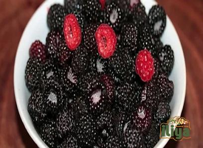 dried blackberries acquaintance from zero to one hundred bulk purchase prices